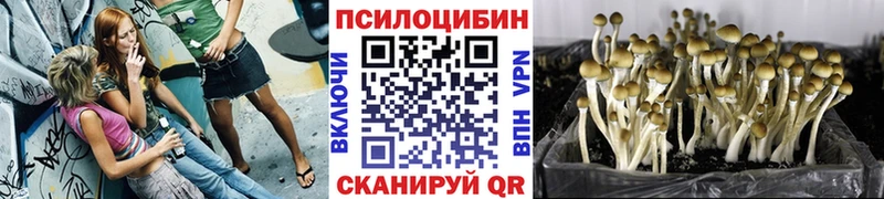 Псилоцибиновые грибы Psilocybe Урень
